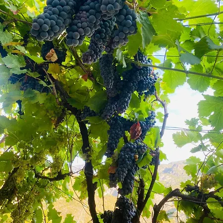 Πανσιόν Castle 3*